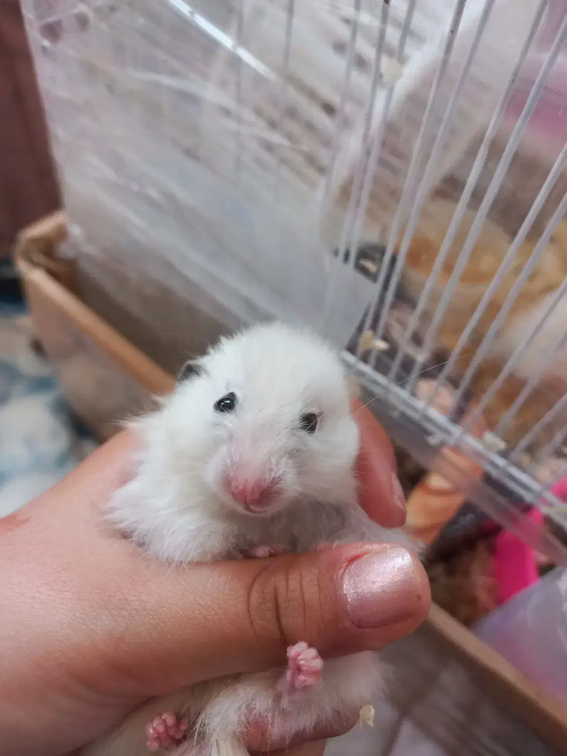 دو عدد همستر|موش و خرگوش|مشهد, حسابی جنوبی (شهرک غرب)|دیوار