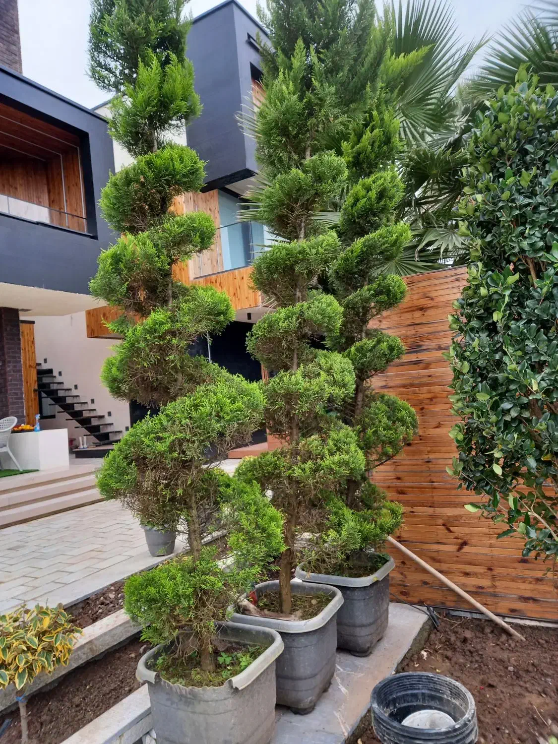 لاوسون پیچ سه عدد پر سه متر قدشون|گل و گیاه طبیعی|نشتارود, |دیوار