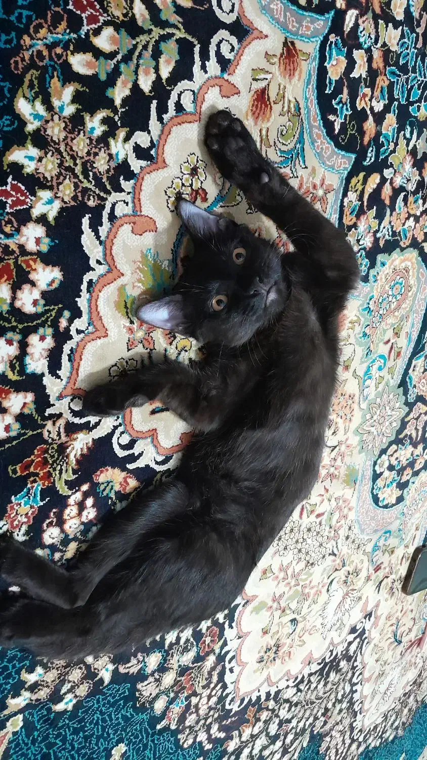 واگذاری گربه ورامین|گربه|ورامین, ورامین|دیوار