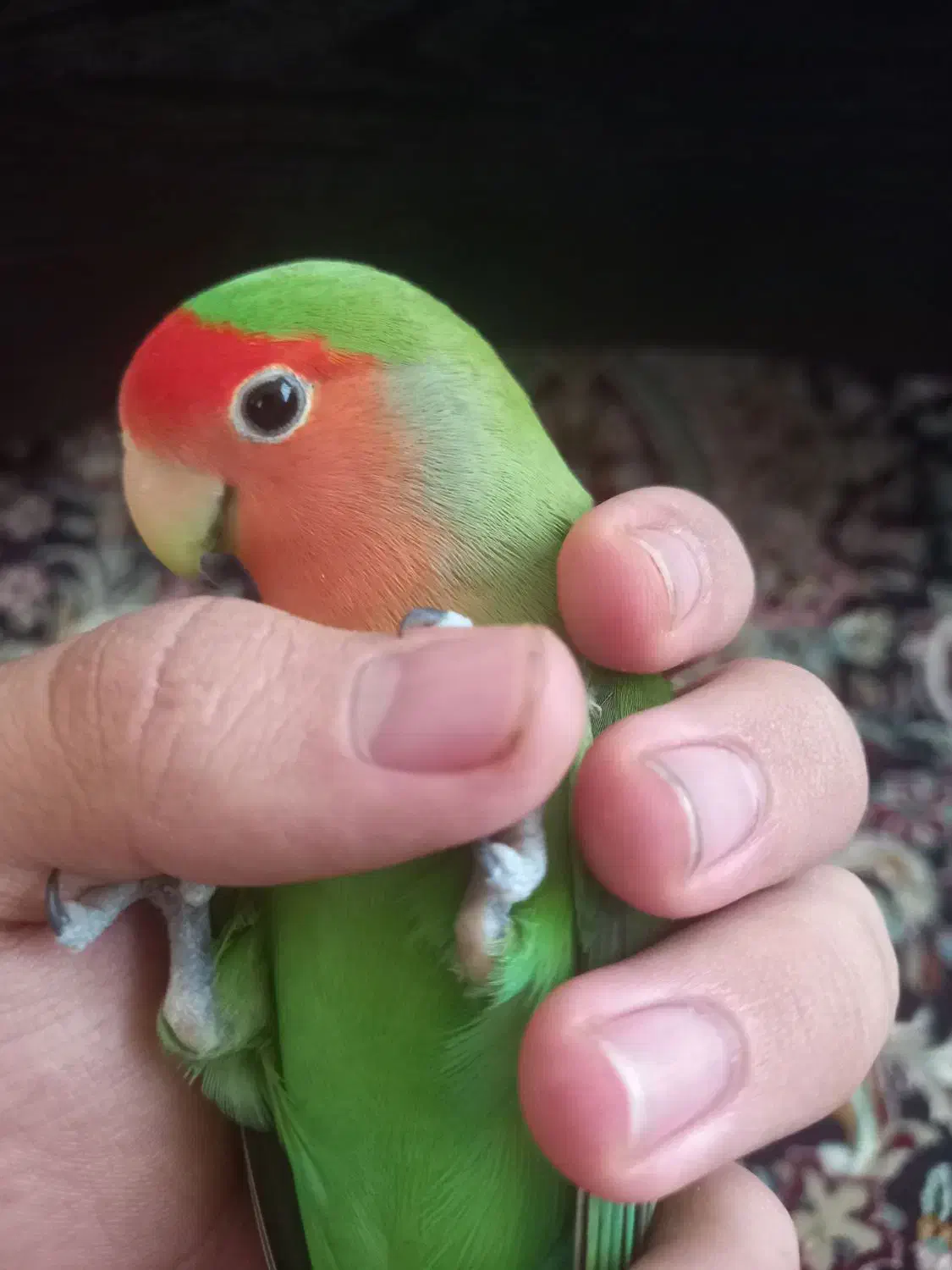 طوطی برزیلی مولد|پرنده|کرمانشاه, |دیوار