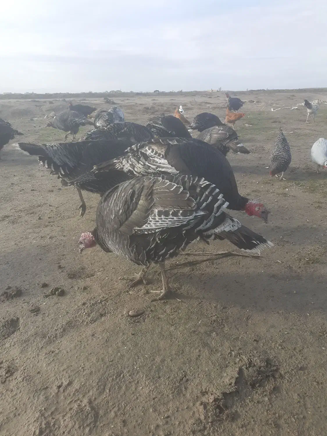 ۷عددبوقلمومحلی وسالم ۴عدداوردک محلی|حیوانات مزرعه|گنبد کاووس, |دیوار