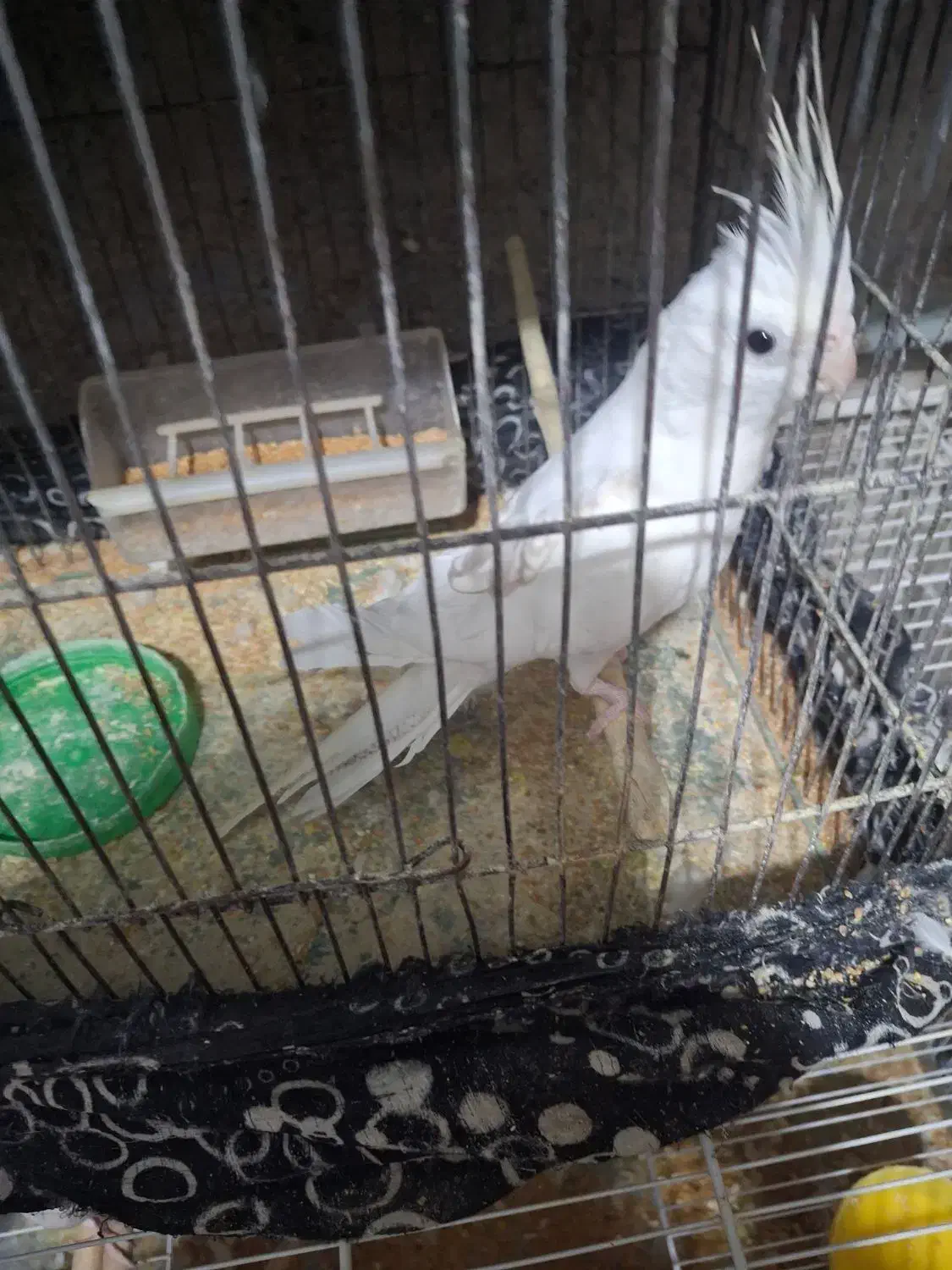 عروس هلندی|پرنده|دوگنبدان, |دیوار