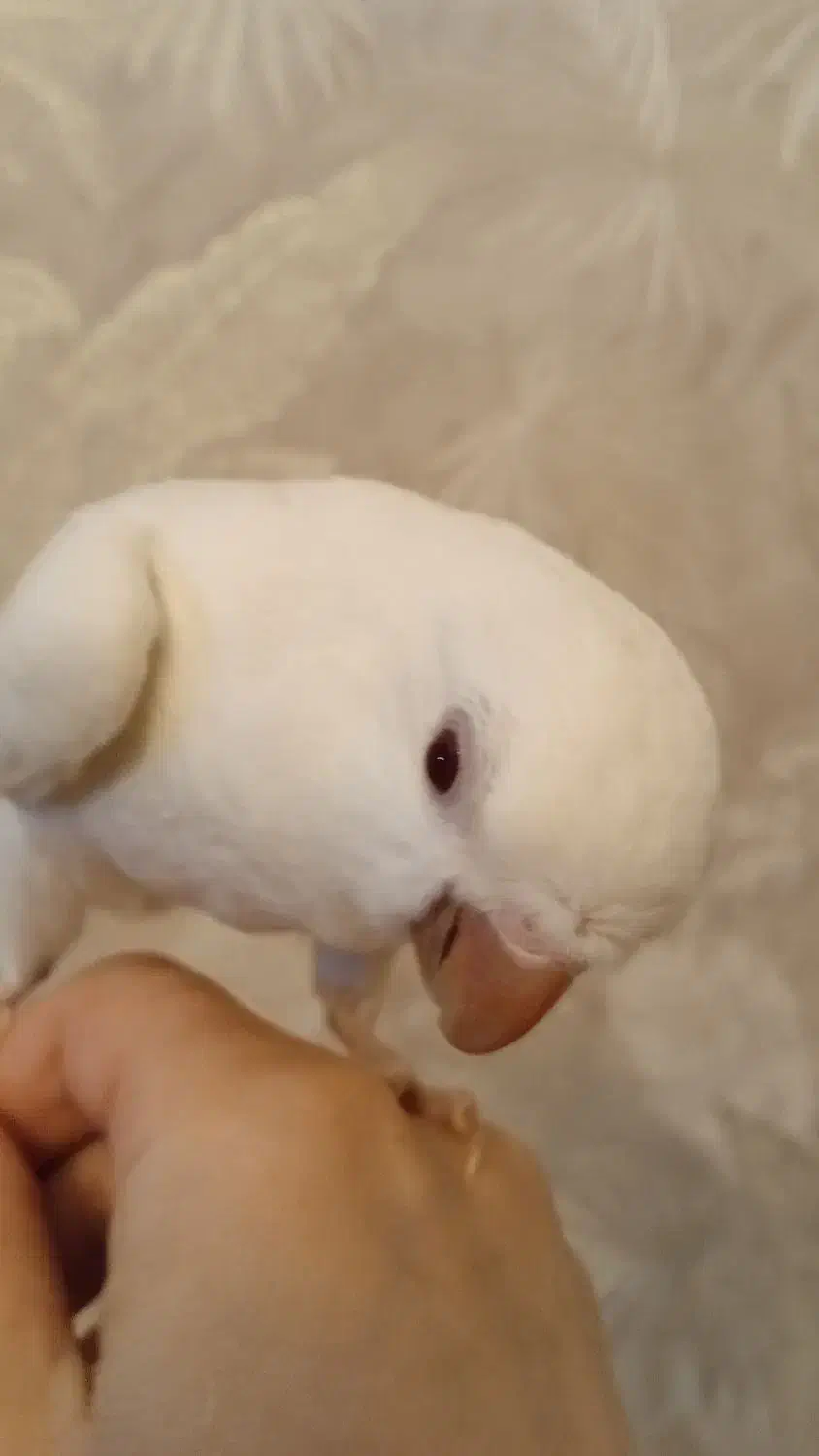 راهب نر بالغ|پرنده|کهریزک, |دیوار