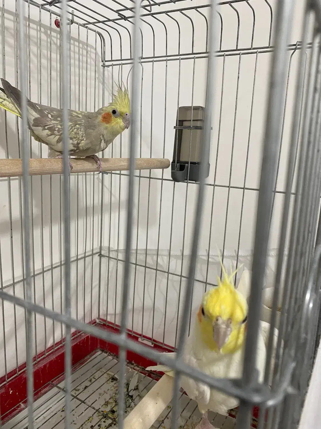 عروس هلندی مولد|پرنده|محمدیه-قزوین, |دیوار