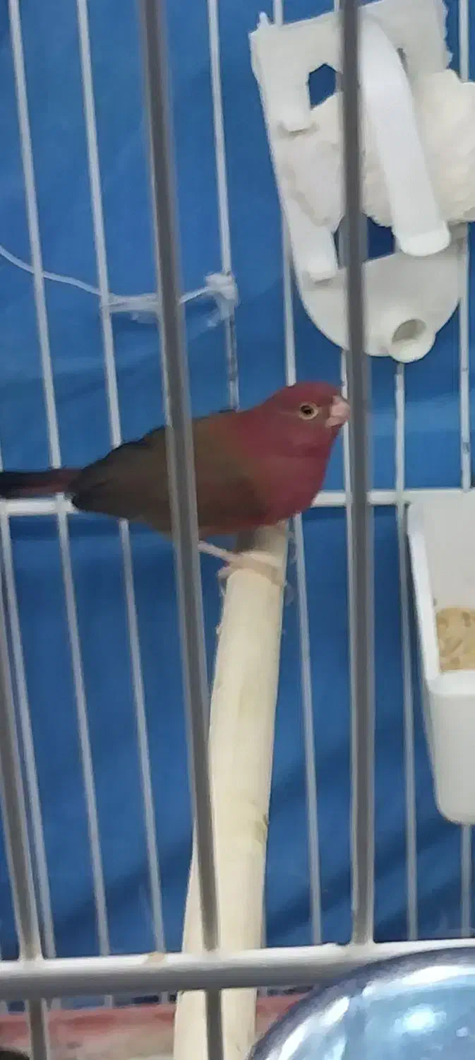 فنج|پرنده|کرج, شاهین‌ویلا|دیوار