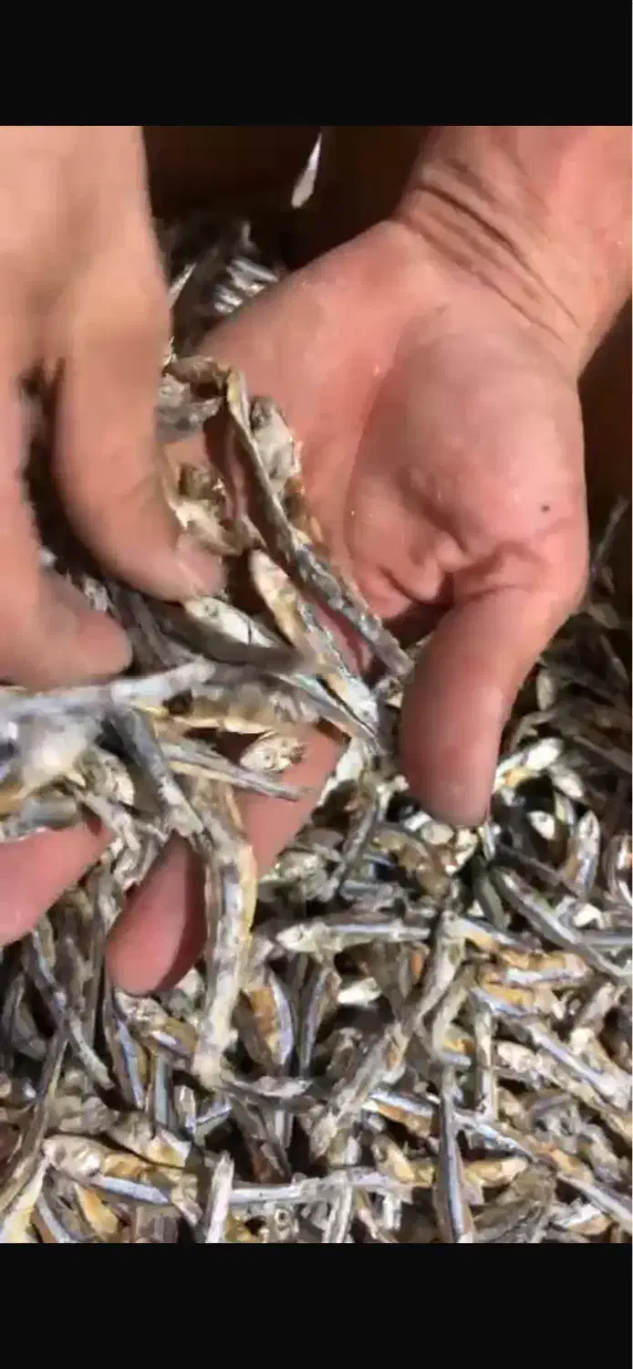 فروش ماهی متوتا درجه ۲|ماهی|قشم, |دیوار