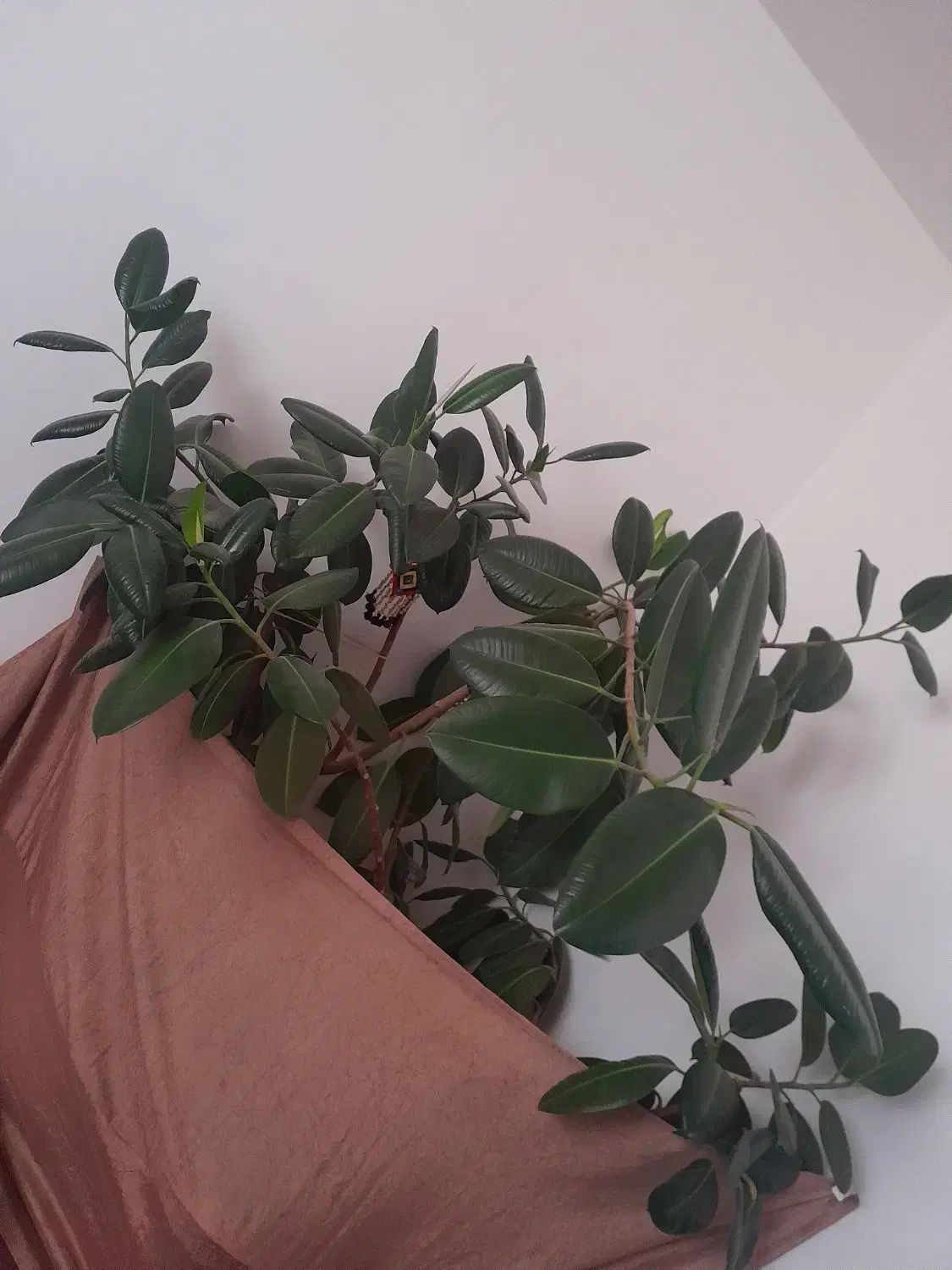 دیفن وفیکوس|گل و گیاه طبیعی|شهرکرد, |دیوار