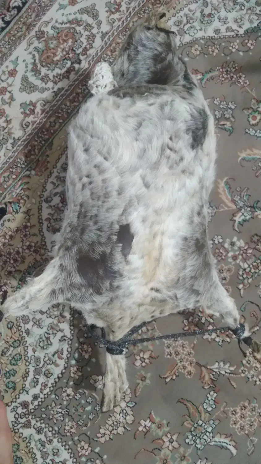 هیزه|صنایع دستی و سایر لوازم تزئینی|بروجرد, |دیوار