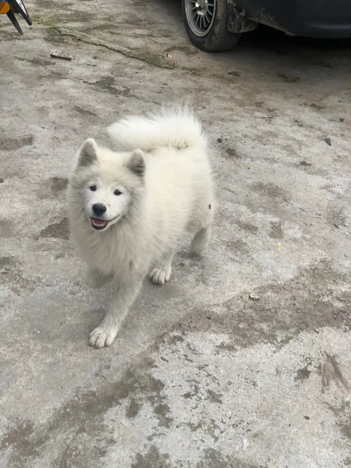 توله سامویید ۴ماهه|سگ|رشت, کوی عرفان|دیوار