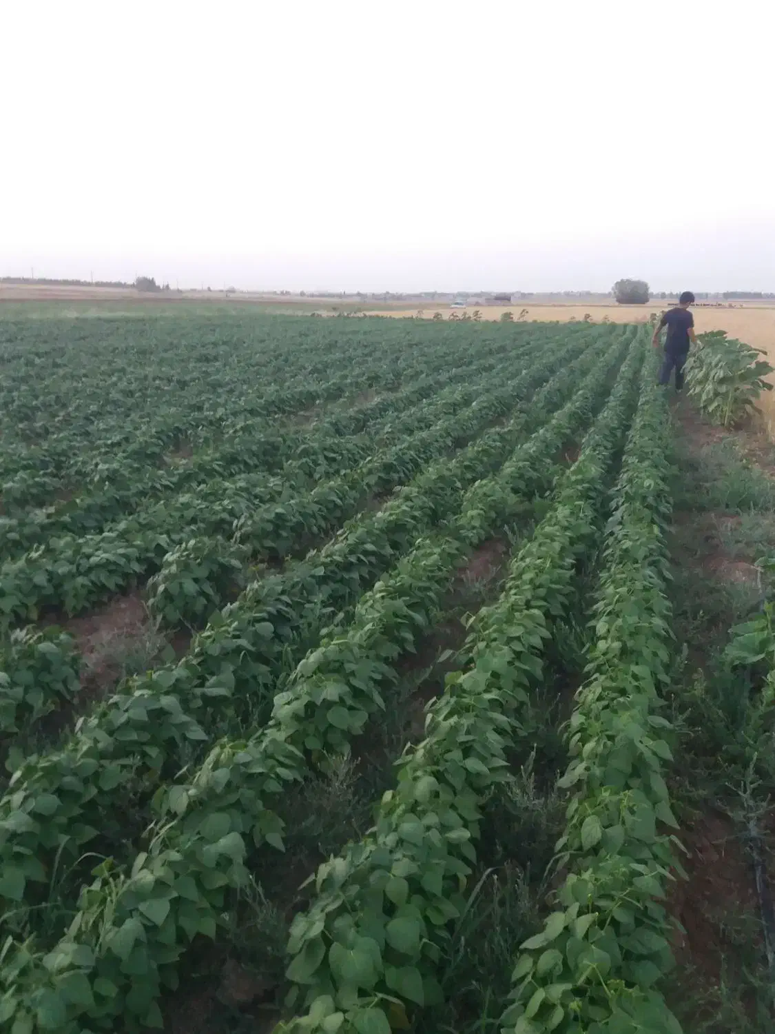 زمین کشاورزی|فروش زمین و ملک کلنگی|هیر, |دیوار