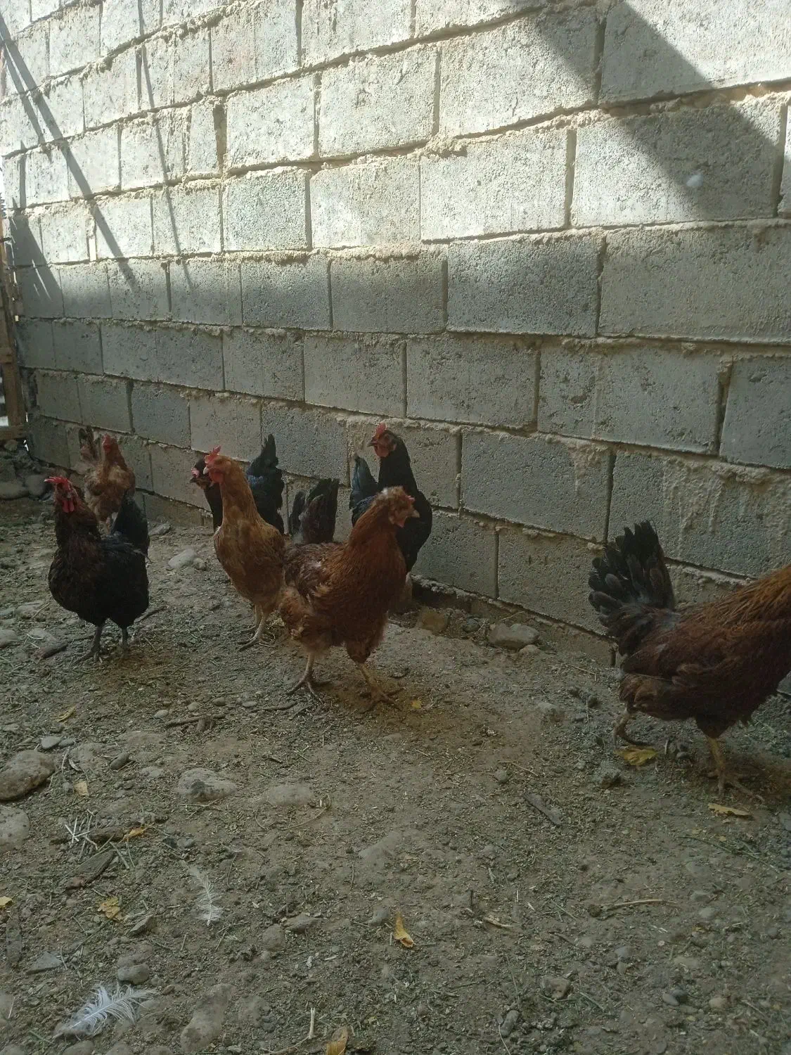 مرغوپرندگان|حیوانات مزرعه|شاهین دژ, |دیوار