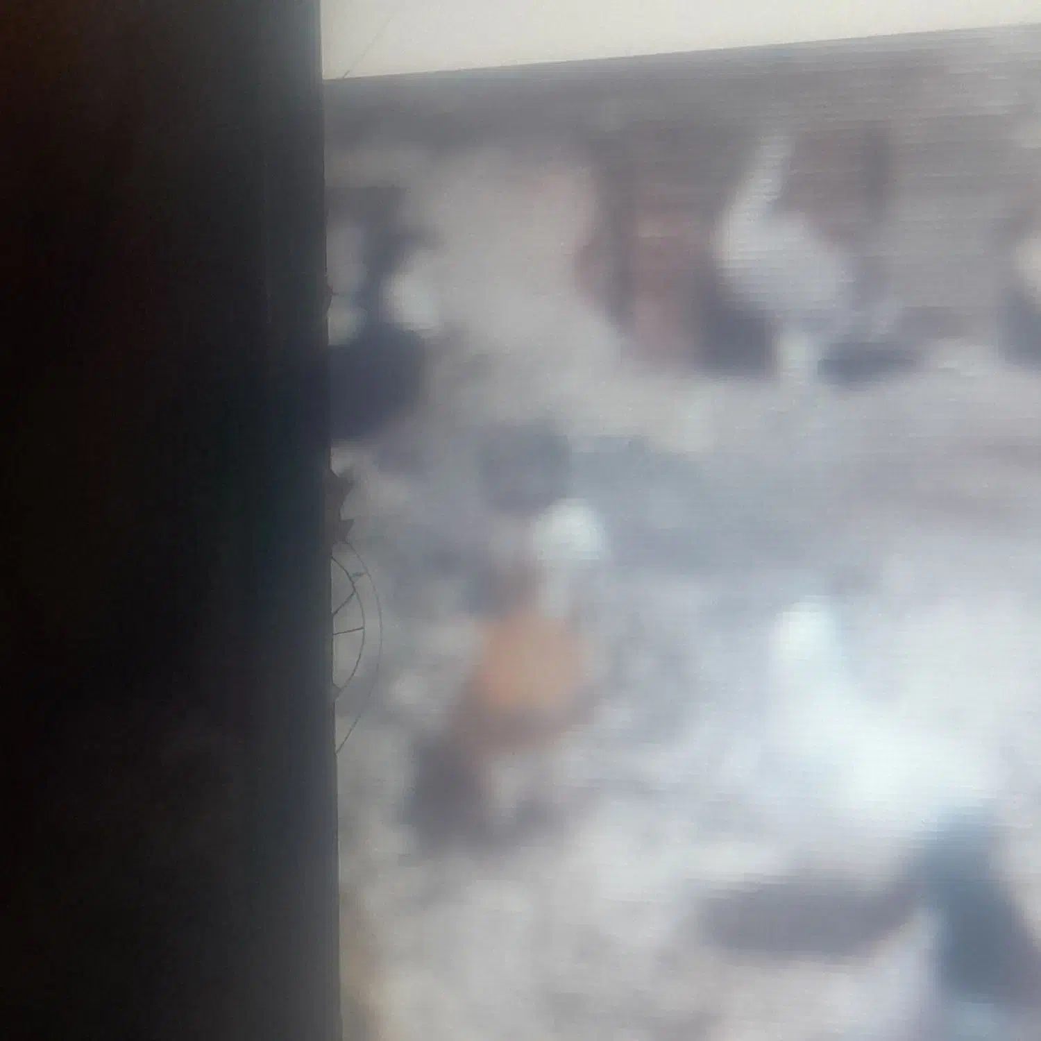 درودخدمت همه عشق بازان این حیوان گم شد بادبود|حیوانات|بجنورد, |دیوار