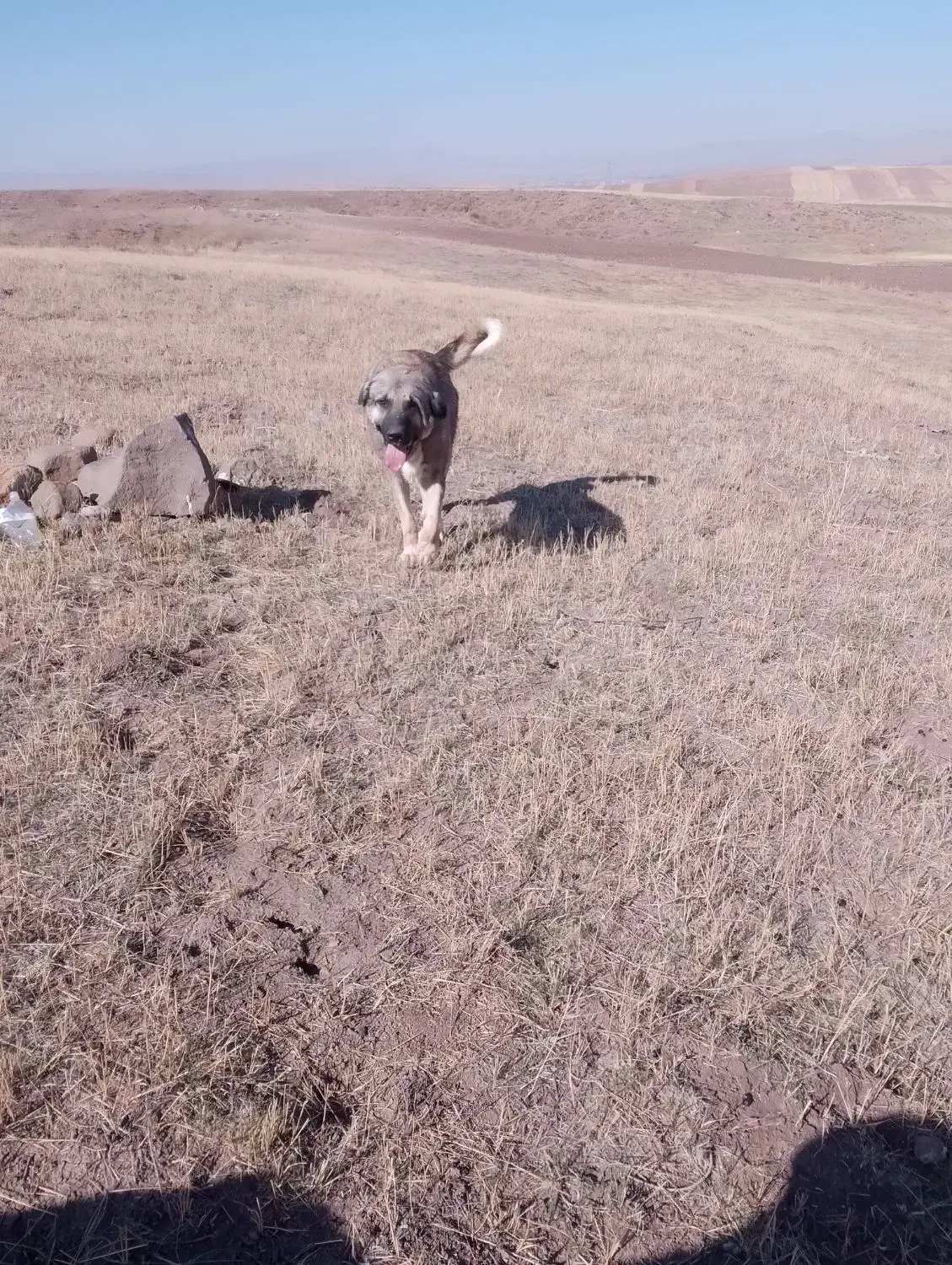 سگ نر|سگ|ورزقان, |دیوار