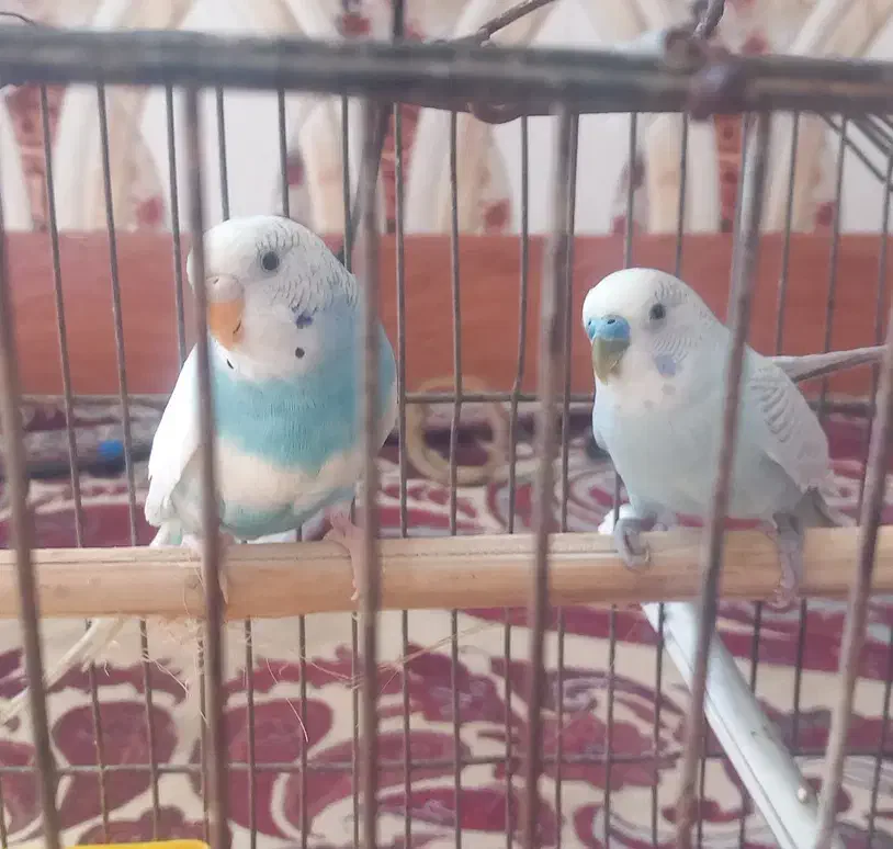 جفت مرغ عشق سالم وسرحال|پرنده|شادگان, |دیوار