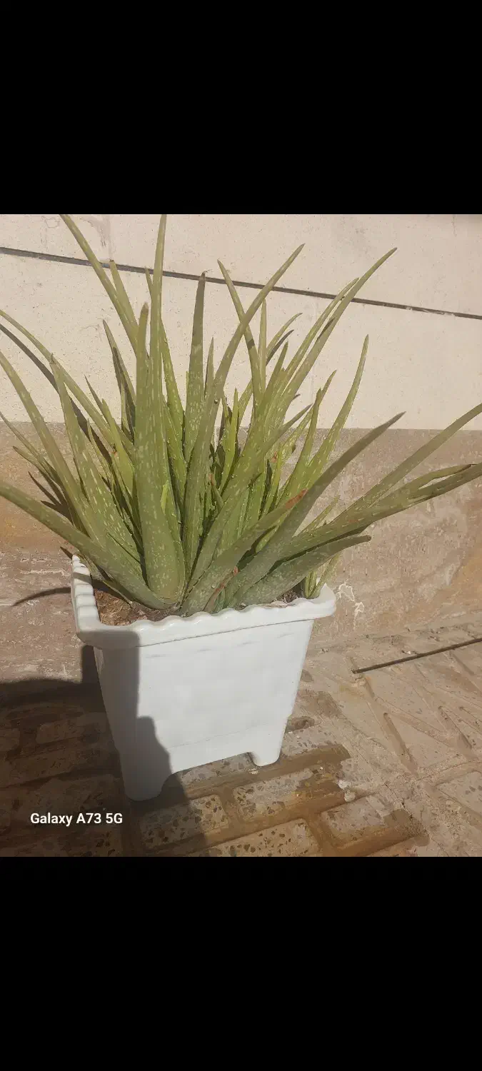 گل زیبا|گل و گیاه طبیعی|ایلام, |دیوار