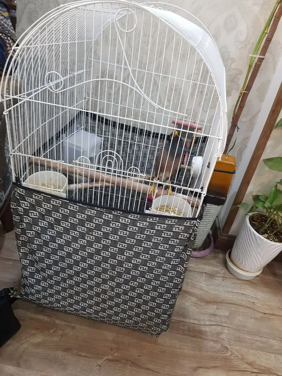 مینا سخنگو|پرنده|تهران, شهرک یاس|دیوار