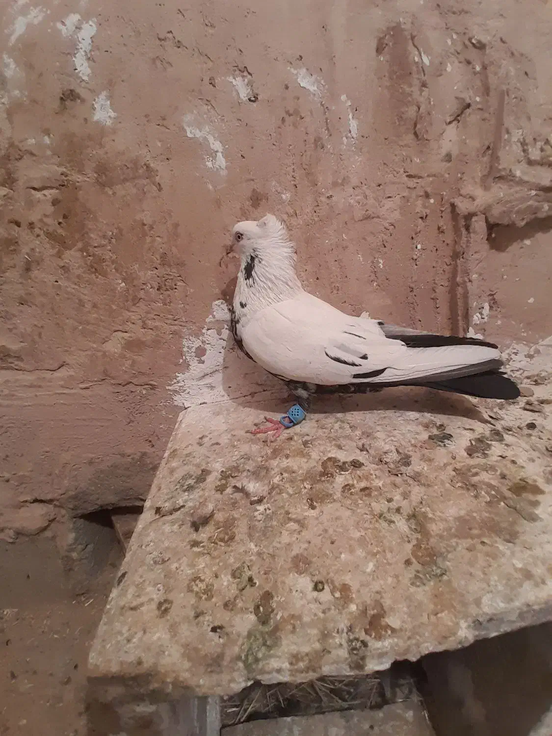 کفتر پرشی|پرنده|نیشابور, مازول|دیوار