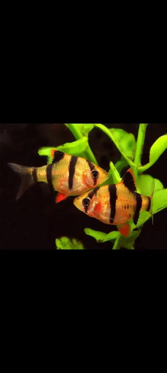 ماهی تایگر بارب در سالن پرورش ماهی دورنیکا|ماهی|مشهد, شفا|دیوار