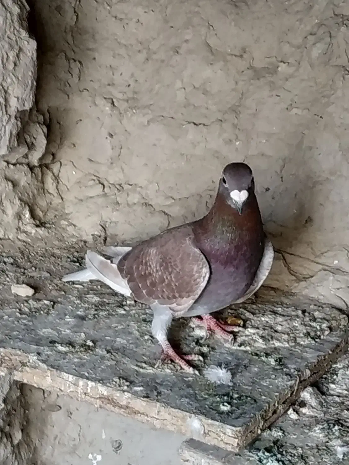 سرخ نر|پرنده|سراوان, |دیوار