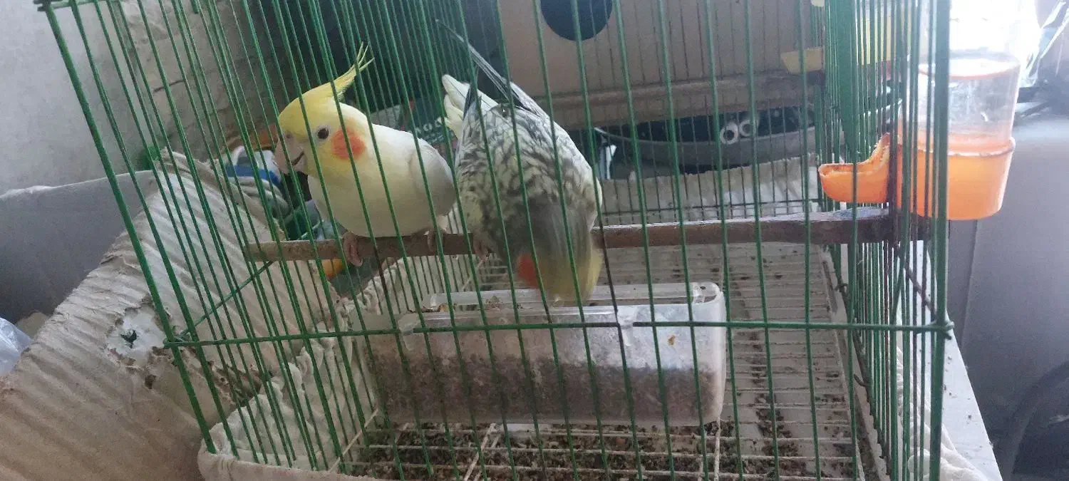 دوبچه طوطی عروس فریدونکنار|پرنده|فریدون‌کنار, |دیوار