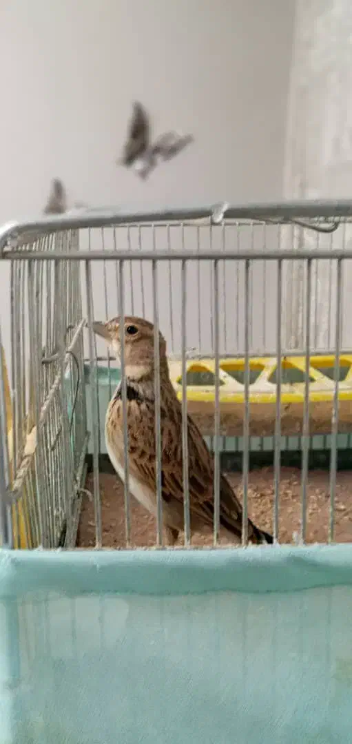 خاکی|پرنده|کرج, اصفهانی‌ها|دیوار