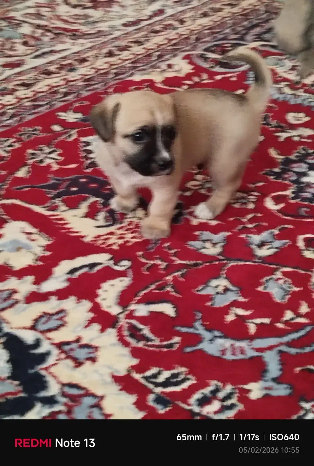 سگ شیتزو|سگ|تربت جام, والفجر|دیوار