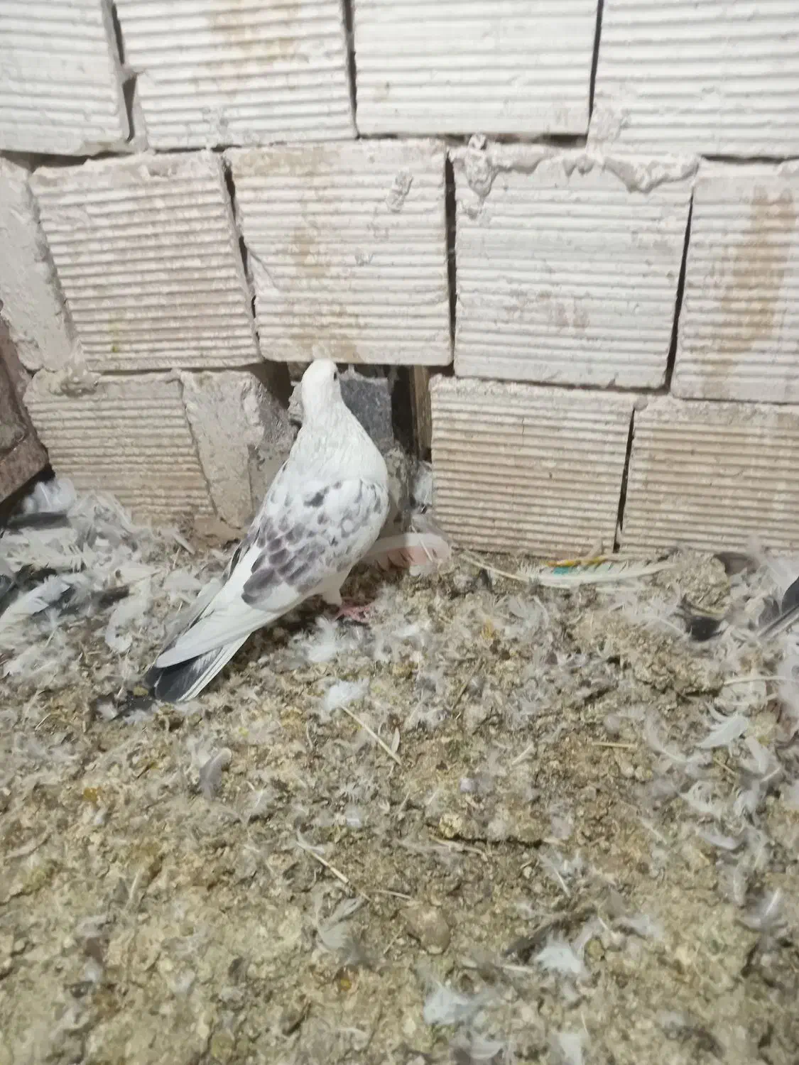 کبوترپرشی|پرنده|درگزین, |دیوار