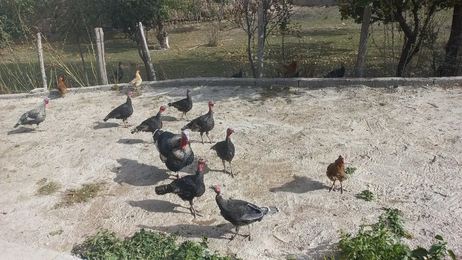 بوقلمو جوان|حیوانات مزرعه|نیر (اردبیل), |دیوار