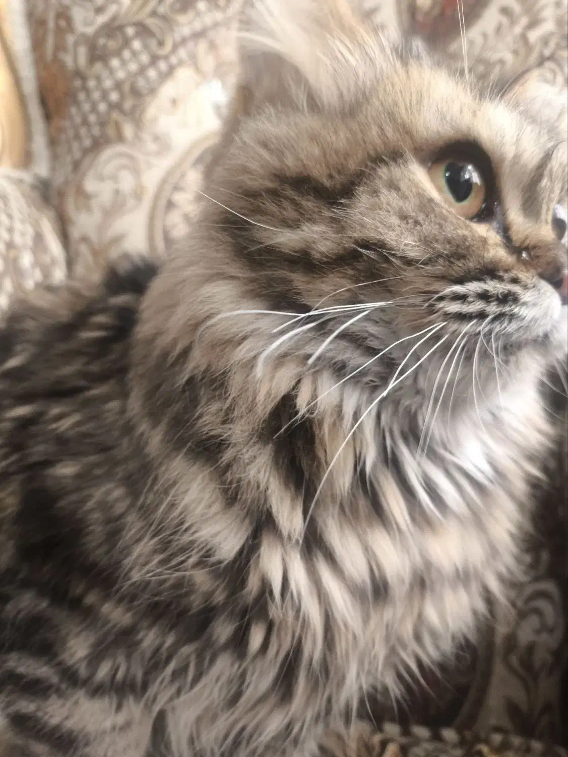 گربه پرشین نر|گربه|مراغه, |دیوار