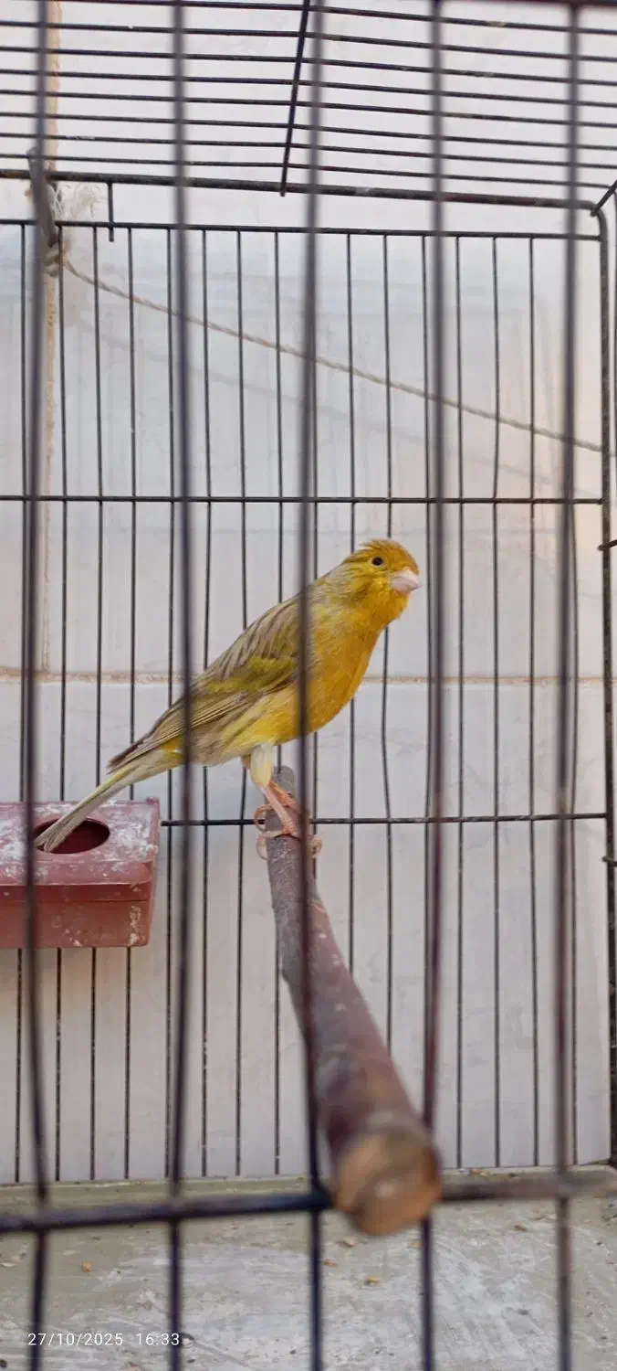 قناری نر بخون|پرنده|اصفهان, کوی امیریه|دیوار