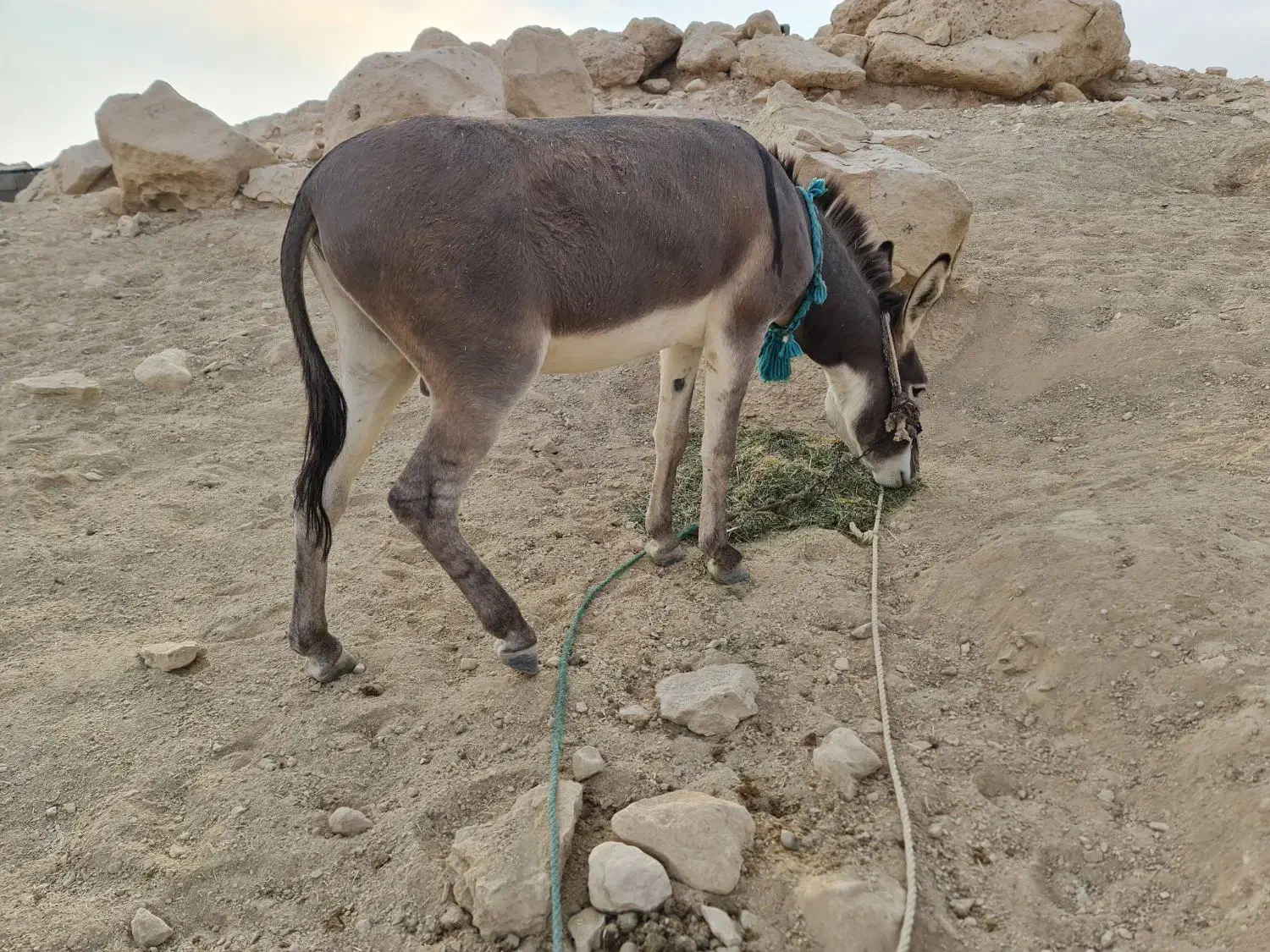 الاغ نر جوان|حیوانات مزرعه|سیراف, |دیوار