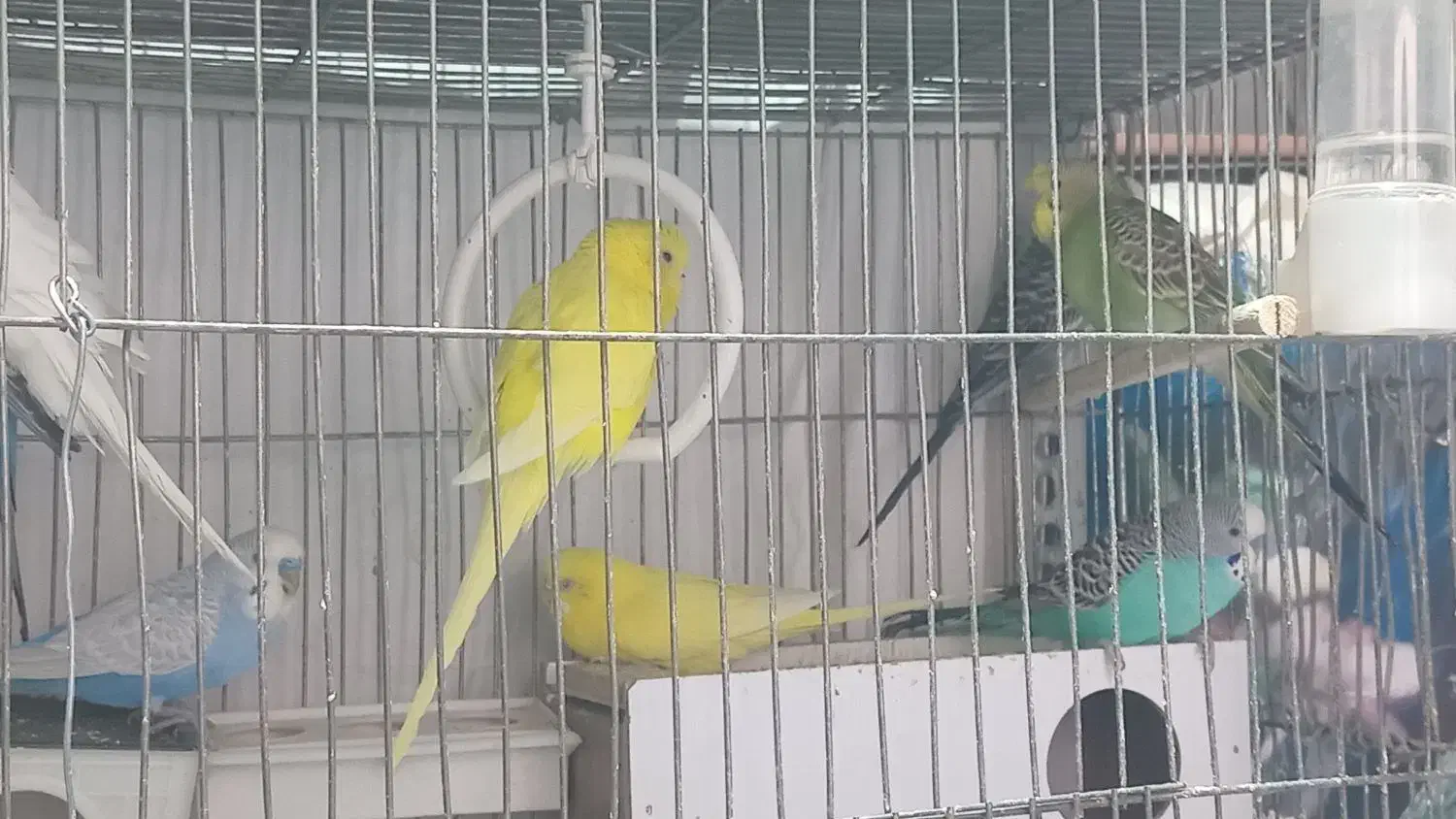 مرغ عشق|پرنده|خمینیشهر, |دیوار