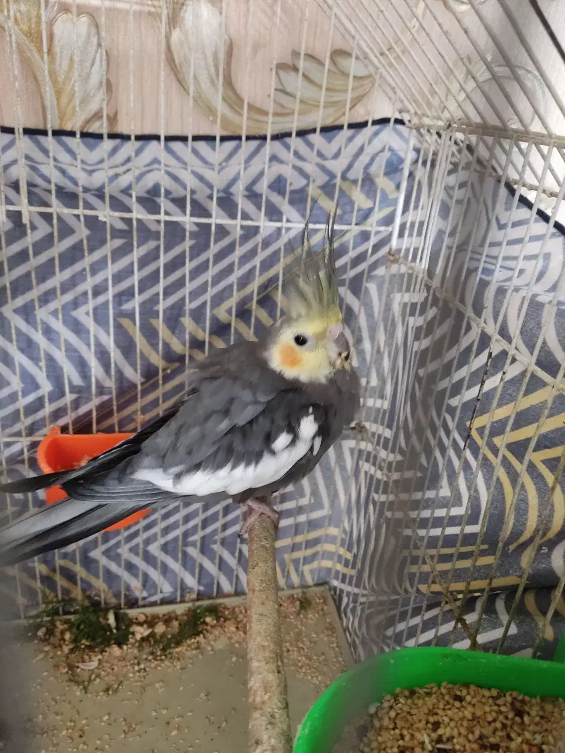 عروس هلندی نر|پرنده|مشهد, چهارچشمه|دیوار