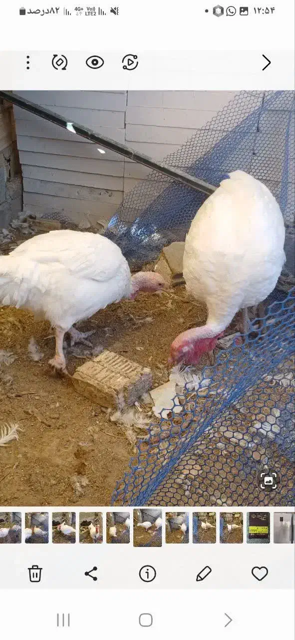 فروش یک جفت بوقلمون مولد نژاد بیوتی|حیوانات مزرعه|شیراز, شهرک والفجر|دیوار