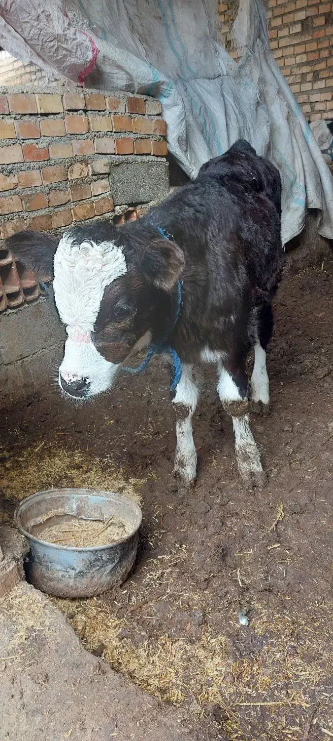 گوساله مونت|حیوانات مزرعه|مینودشت, |دیوار