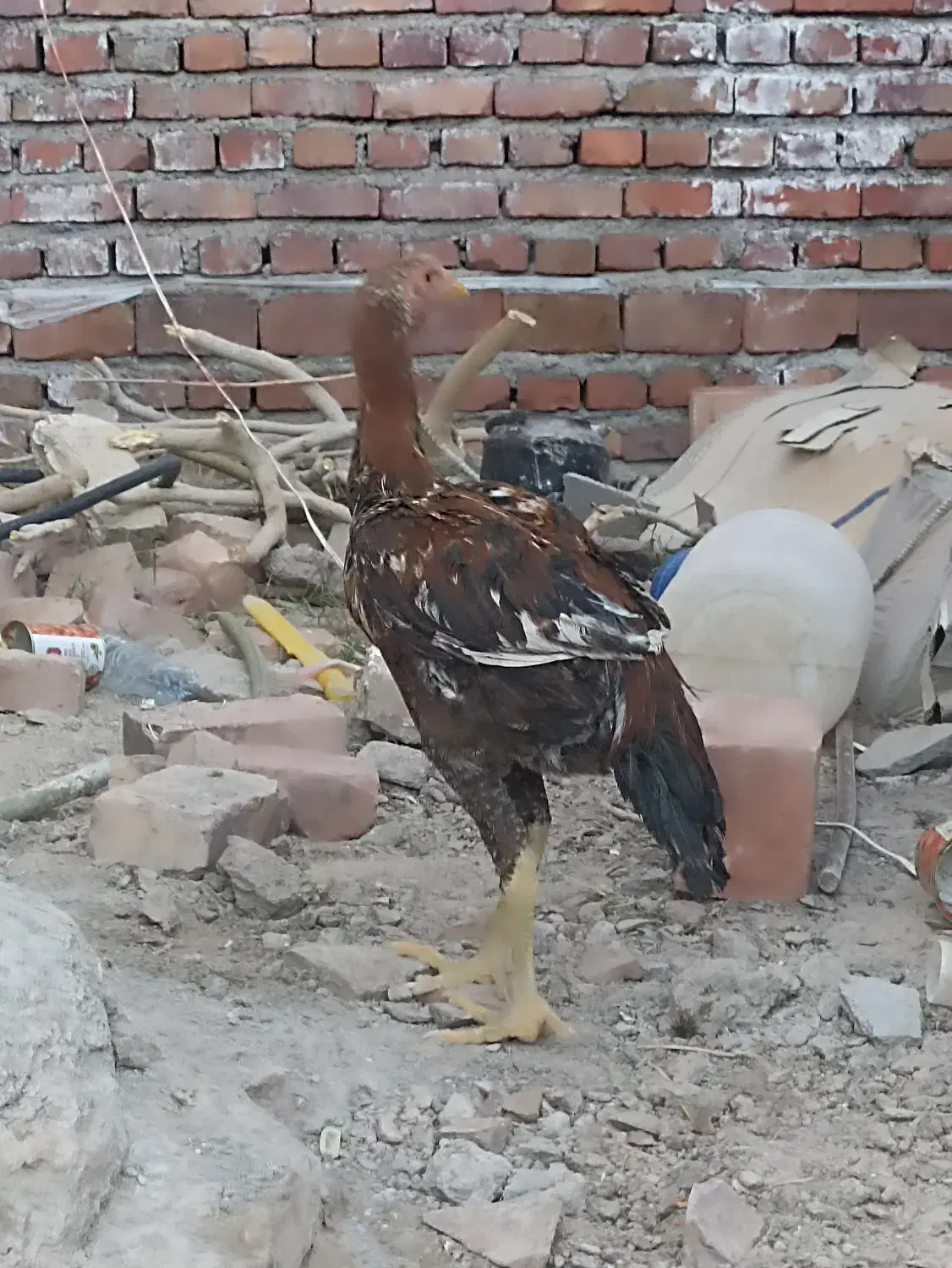 خروس ترک|پرنده|خاش, |دیوار