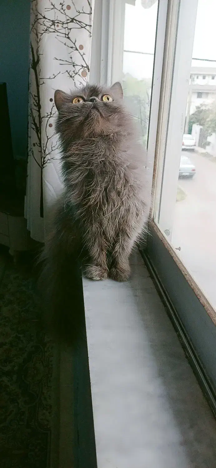 پرشین اشرافی ماده|گربه|تنکابن, |دیوار