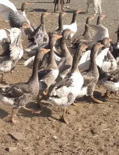 غاز نگهبان|حیوانات مزرعه|کهنوج, |دیوار