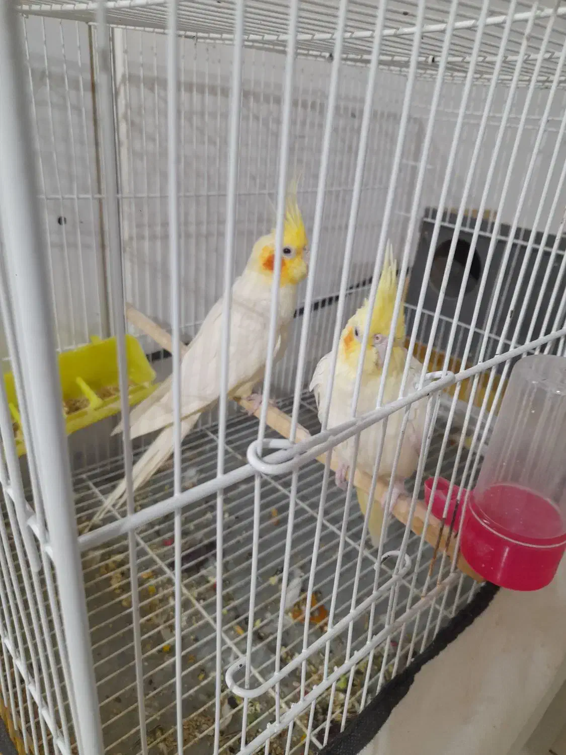 عروس  نر وماده|پرنده|تربت‌حیدریه, یحیی آباد|دیوار