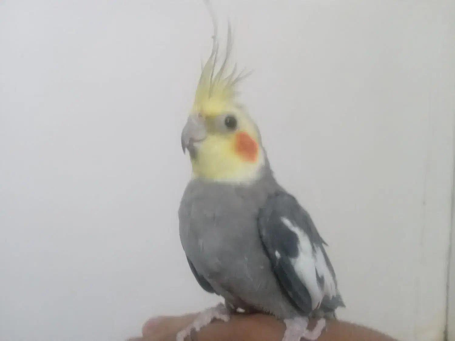 عروس هلندی|پرنده|کاشمر, |دیوار