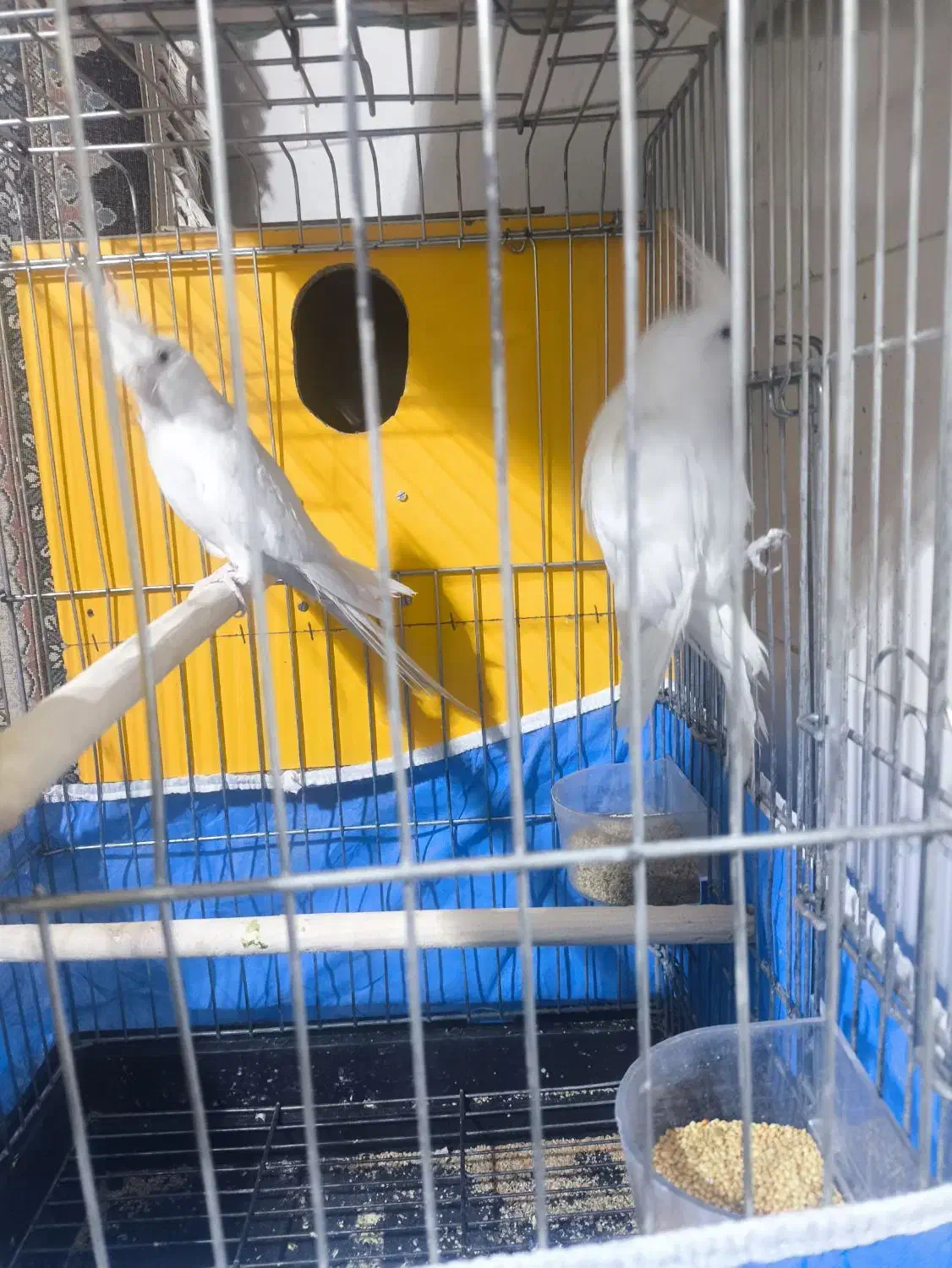 عروس هلندی|پرنده|مهریز, |دیوار