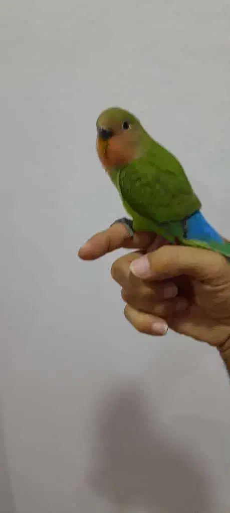 طوطی کوتوله برزیلی|پرنده|بندر انزلی, آذربایجان|دیوار