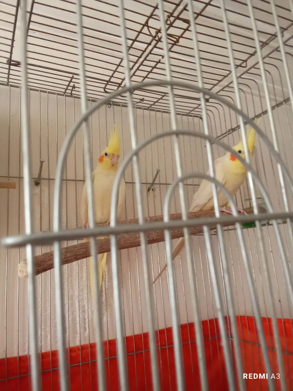 عروس هلندی لوتینو جفت نر وماده|پرنده|فردوسیه, |دیوار