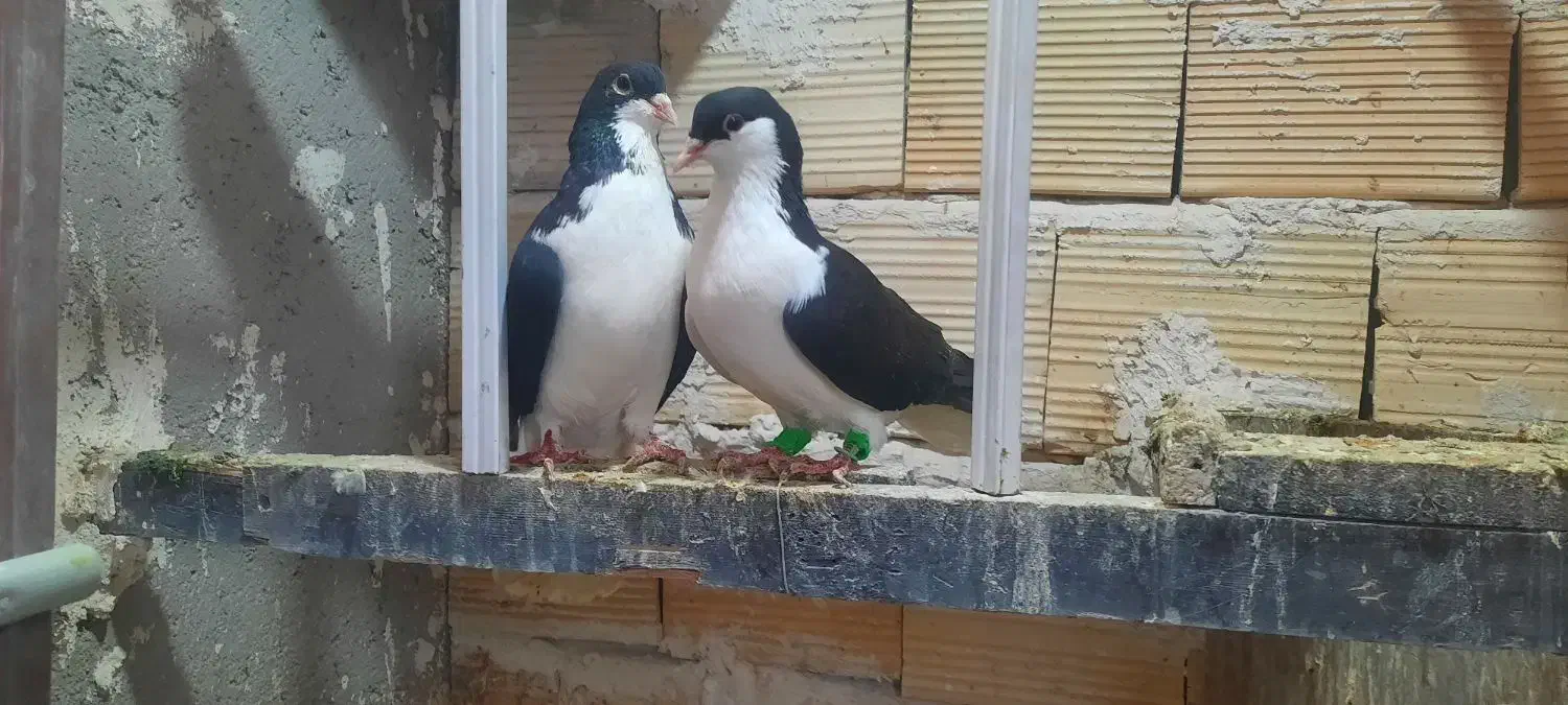 چپ.سرخ.سر سفید.|پرنده|قزوین, |دیوار