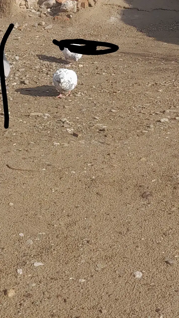 کفتر|پرنده|ایرانشهر, |دیوار