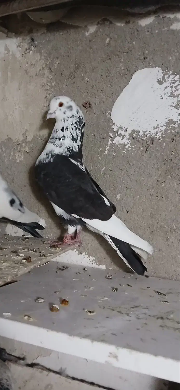 طوقی|پرنده|اردبیل, |دیوار