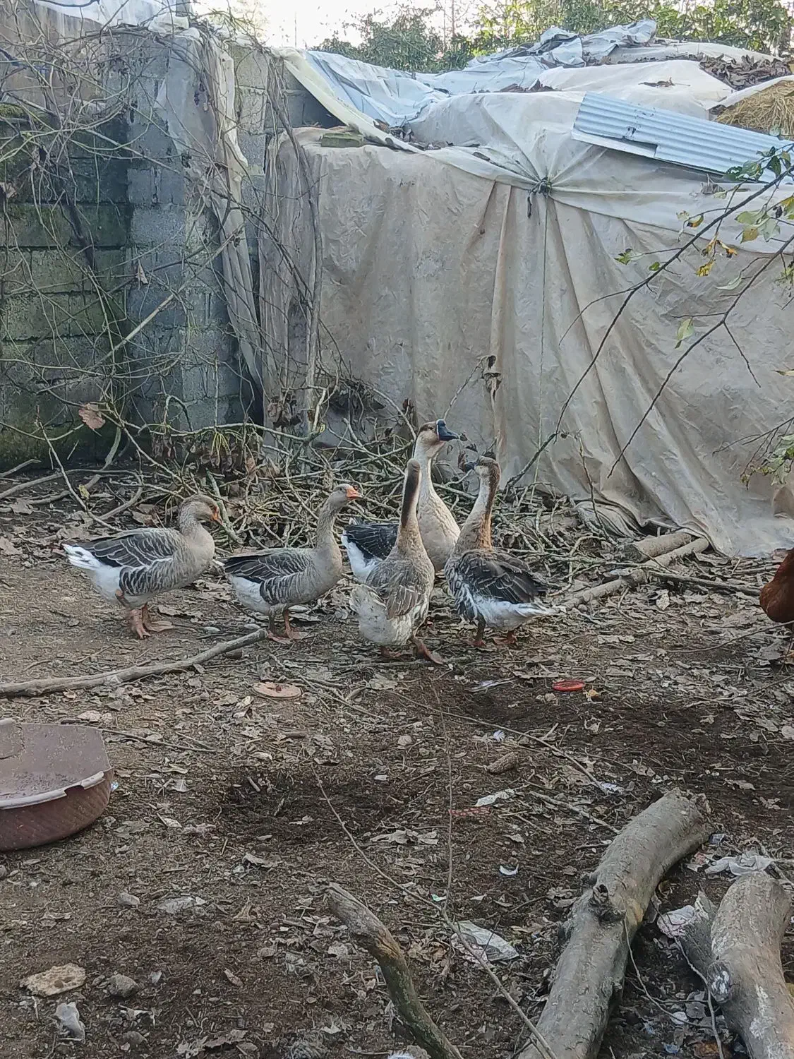 قوغاز|حیوانات مزرعه|آستانه اشرفیه, |دیوار