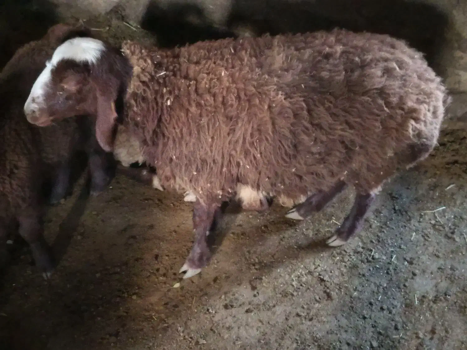 یک عدد گوسفند گیج|حیوانات مزرعه|سنقر, |دیوار