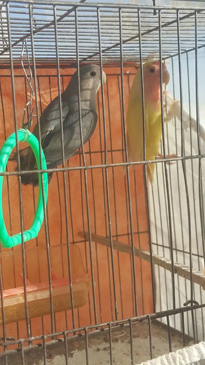 طوطی کوتوله|پرنده|مشهد, ادیب نیشابوری (شهرک غرب)|دیوار