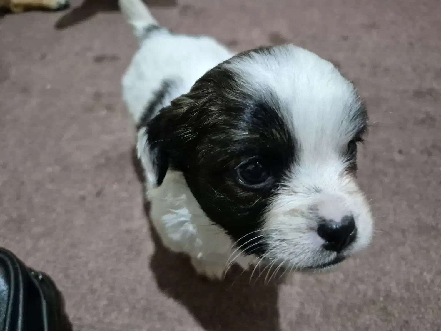 توله شیواوا اشپیتز|سگ|اصفهان, کوی شهید کشوری|دیوار